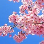 2025年度 新規メンバー募集